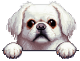 Moolimon